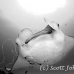 ray_manta_han_baa_h_0171_mal0900_bw.jpg